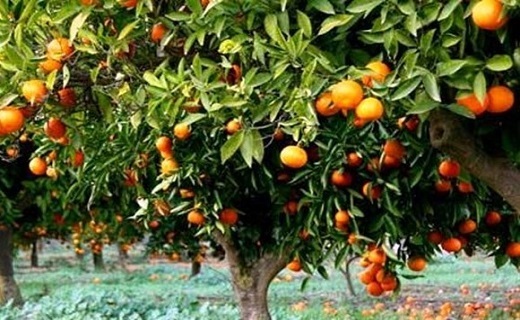 نارنگی گیلان، خوشمزه و خوشرنگ + تصاویر