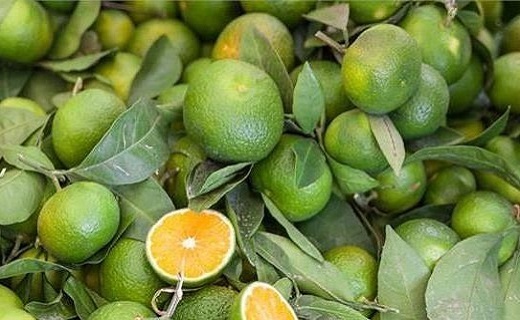 نارنگی گیلان، خوشمزه و خوشرنگ + تصاویر