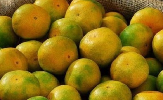 نارنگی گیلان، خوشمزه و خوشرنگ + تصاویر