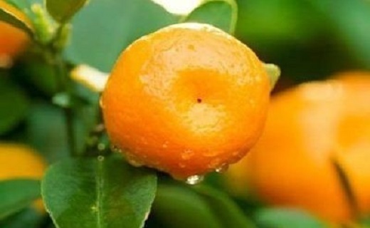 نارنگی گیلان، خوشمزه و خوشرنگ + تصاویر