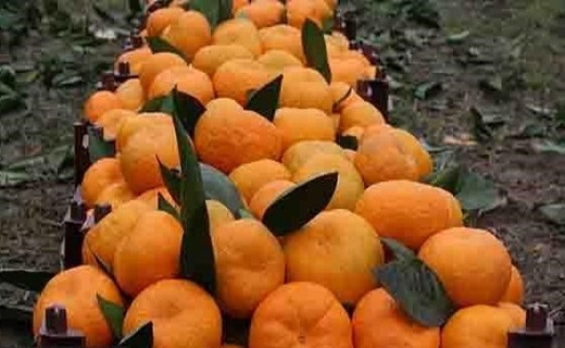 نارنگی گیلان، خوشمزه و خوشرنگ + تصاویر