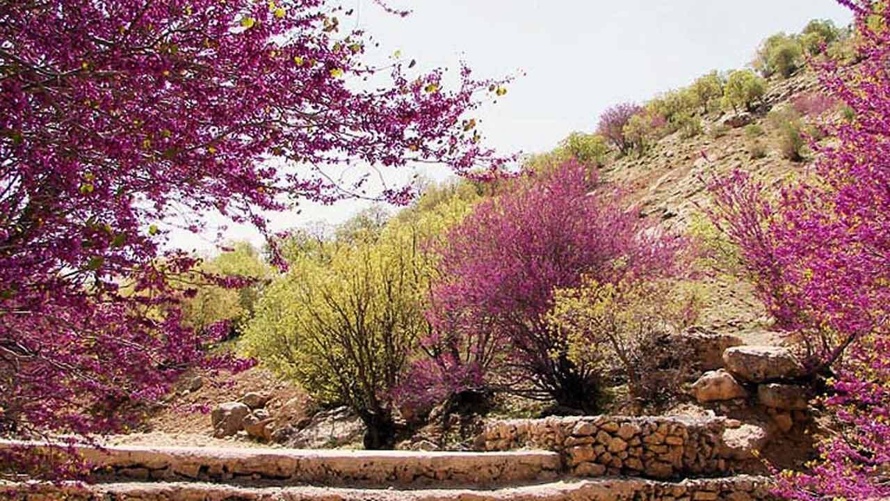 معرفی بهشت ارغوانی ایران + فیلم