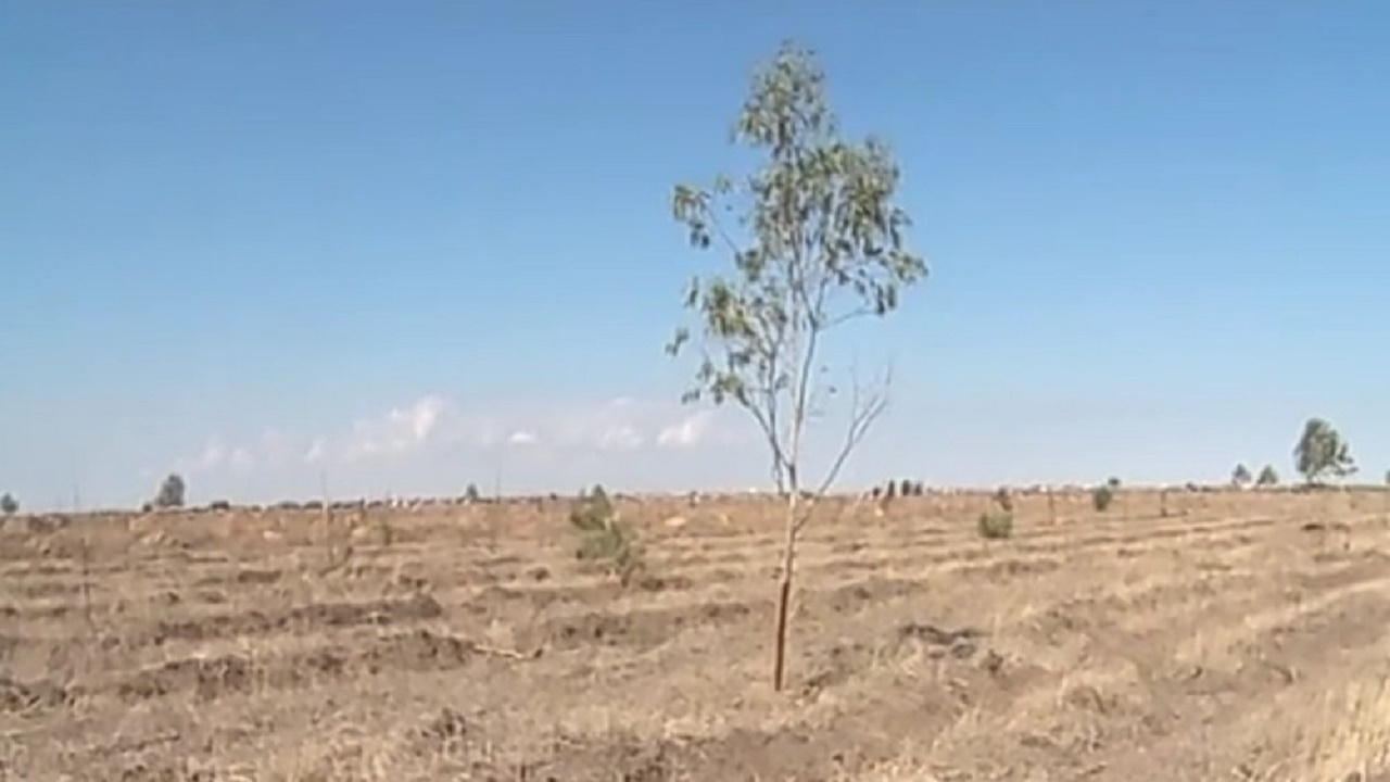 نهالستان آق قلا دوباره جان می گیرد
