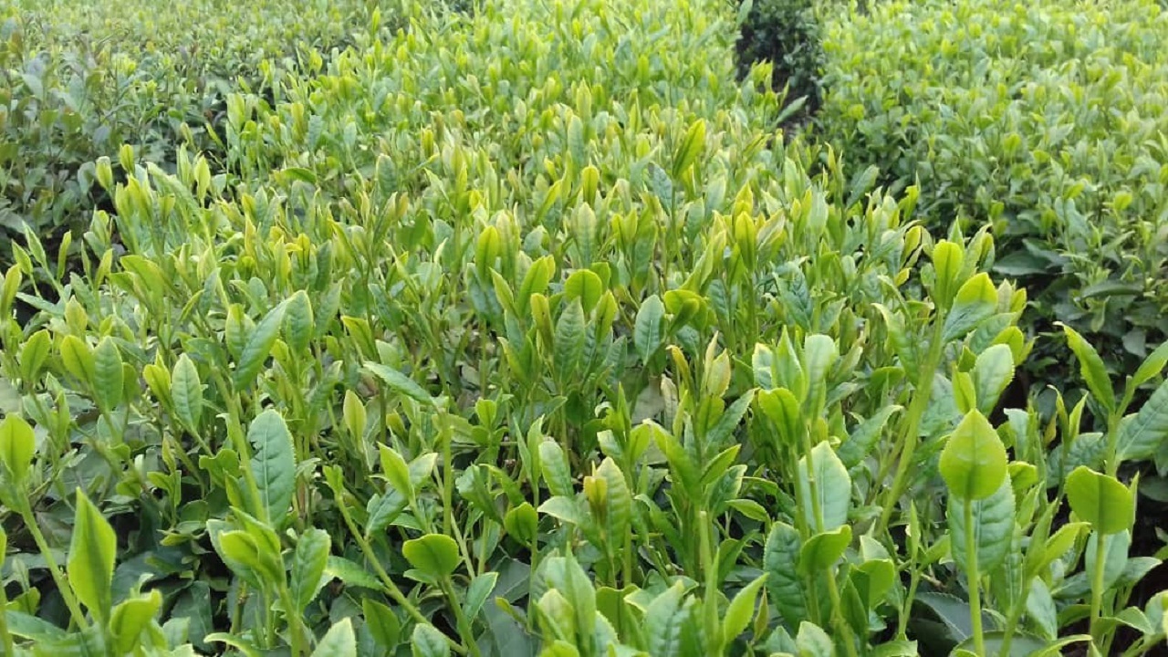 افزایش ۳ درصدی خرید برگ سبز چای