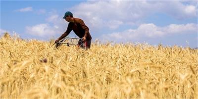کشاورزان اصفهان و مزارع گندم کشاورزان اصفهان و مزارع گندم