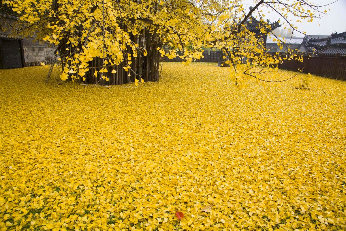 برگ های طلایی