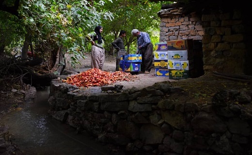 برداشت انار از باغات هورامان+عکس