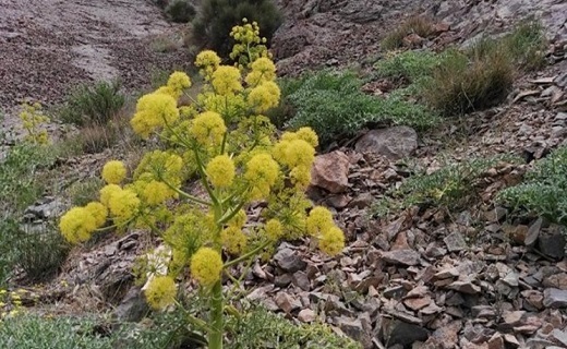 آنغوزه درآمدی میلیاردی را می تواند داشته باشد
