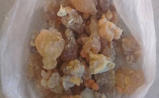 امسال به دلیل خشکسالی برداشت آنغوزه ممنوع شده است