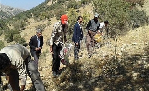 آنغوزه بیشتر در بیرجند برداشت می شود