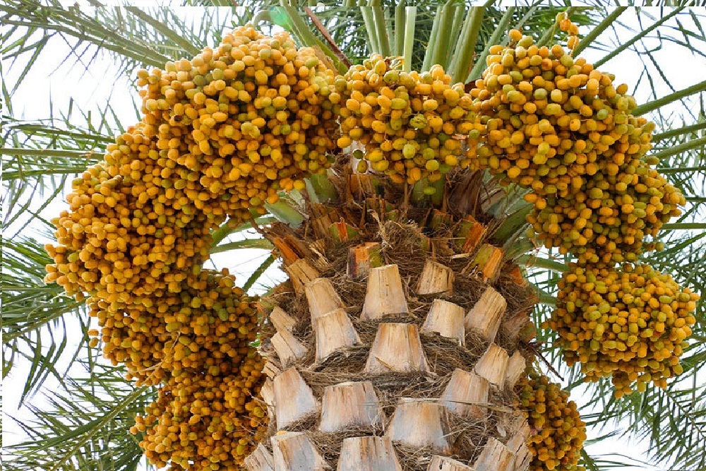 کسب مقام سوم جشنواره بین‌المللی عکس خرما توسط عکاس شهرکردی