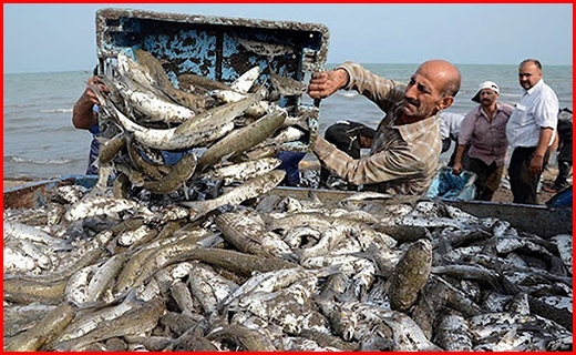 قاچاق گسترده ماهی به دوبی
