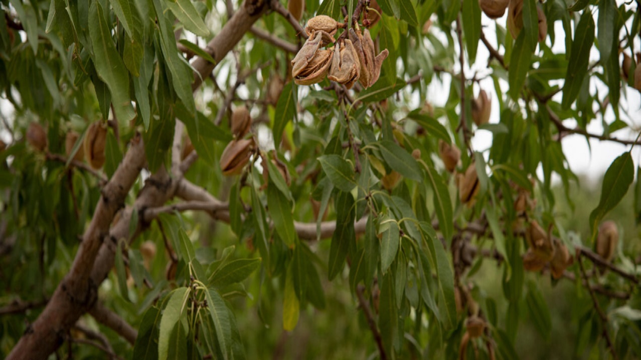خسارت سرمازدگی به بادام دیم در خراسان رضوی