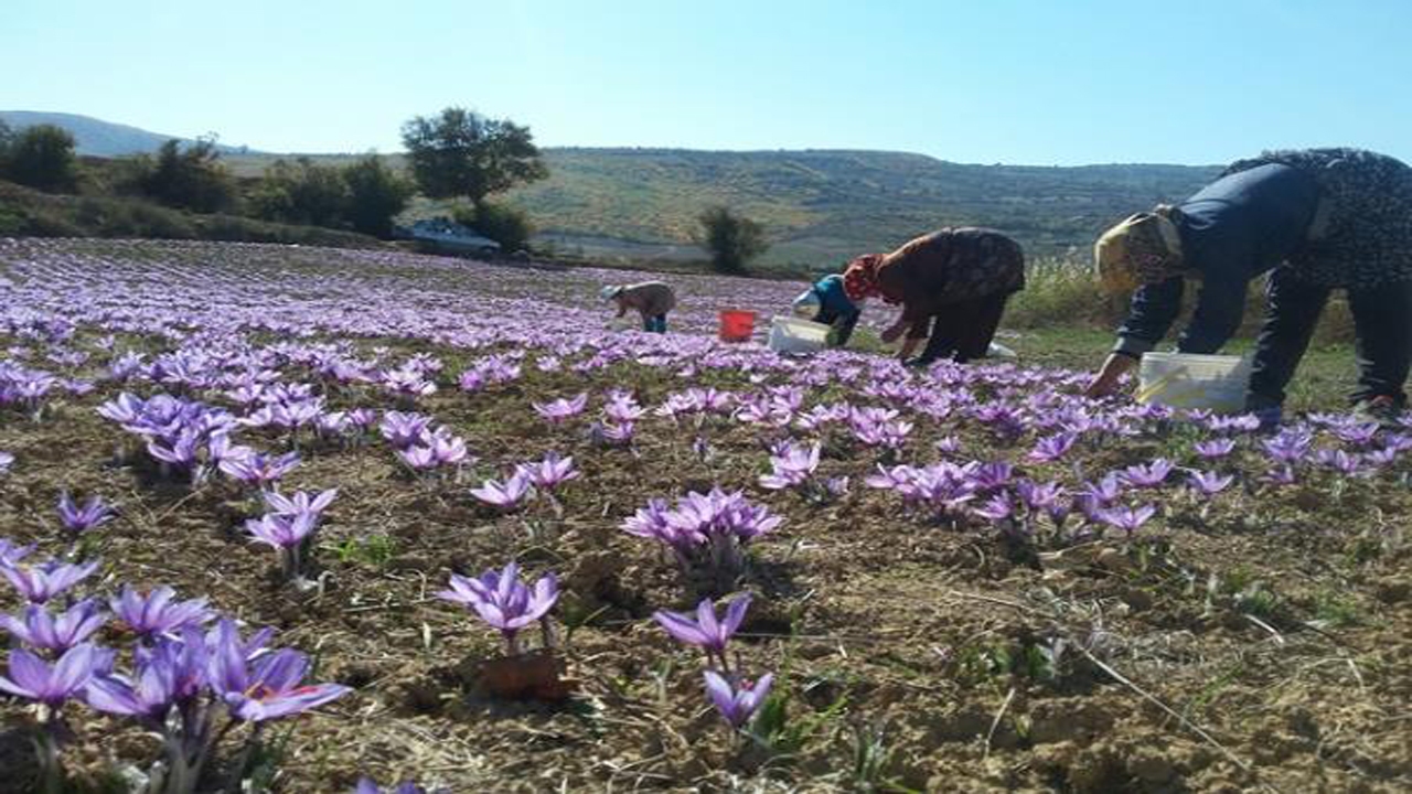 برداشت طلای سرخ از دامنه کوه‌های البرز