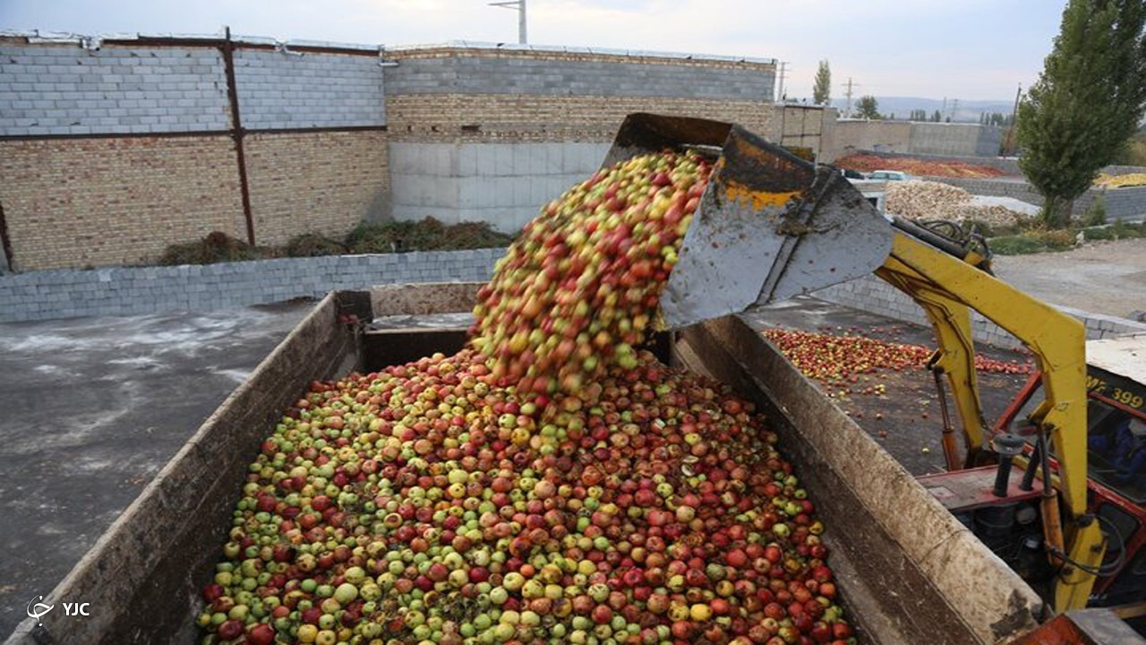بیش از ۴ تن سیب صنعتی در مهاباد خریداری شد