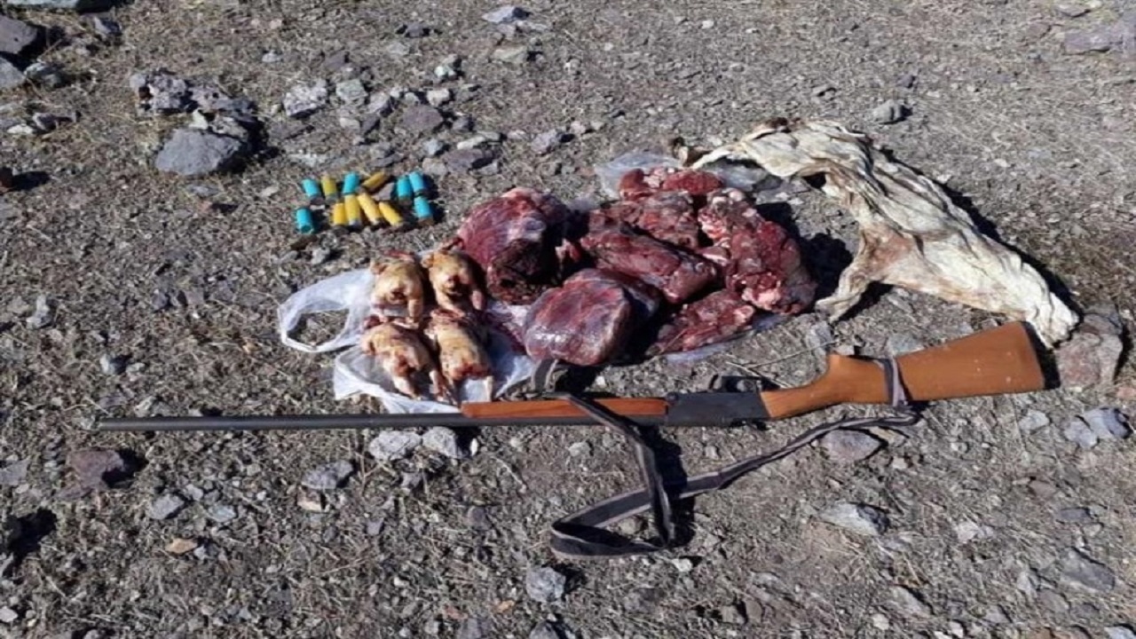 کشف لاشه بز وحشی از متخلف شکار و صید در خلخال