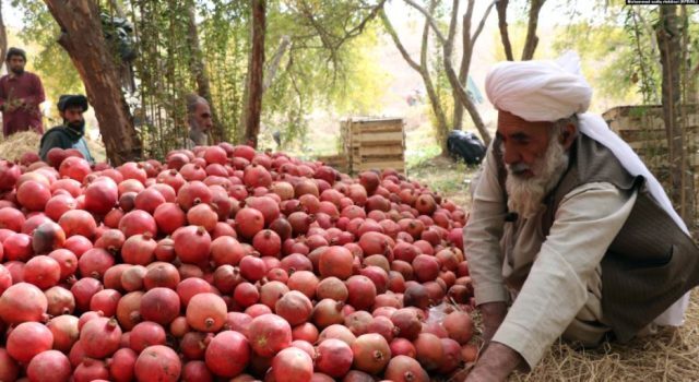 انار قندهار و راه ناهموار رسیدن به بازارهای جهانی + تصاویر