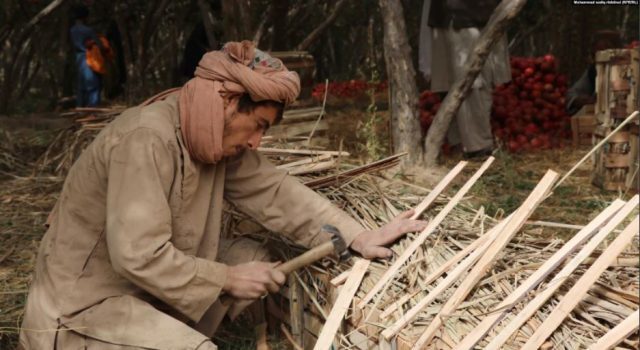 انار قندهار و راه ناهموار رسیدن به بازارهای جهانی + تصاویر