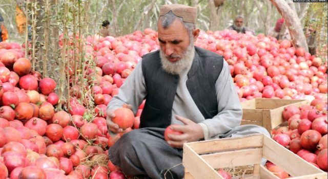 انار قندهار و راه ناهموار رسیدن به بازارهای جهانی + تصاویر