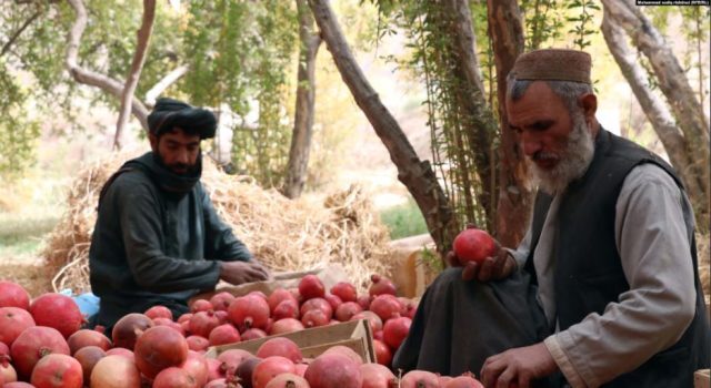 انار قندهار و راه ناهموار رسیدن به بازارهای جهانی + تصاویر