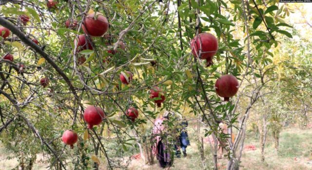 انار قندهار و راه ناهموار رسیدن به بازارهای جهانی + تصاویر