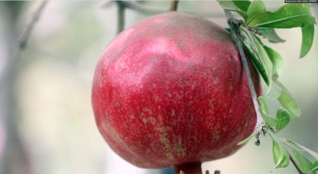 انار قندهار و راه ناهموار رسیدن به بازارهای جهانی + تصاویر