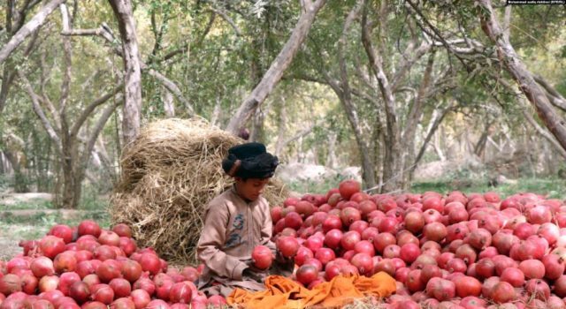 انار قندهار و راه ناهموار رسیدن به بازارهای جهانی + تصاویر