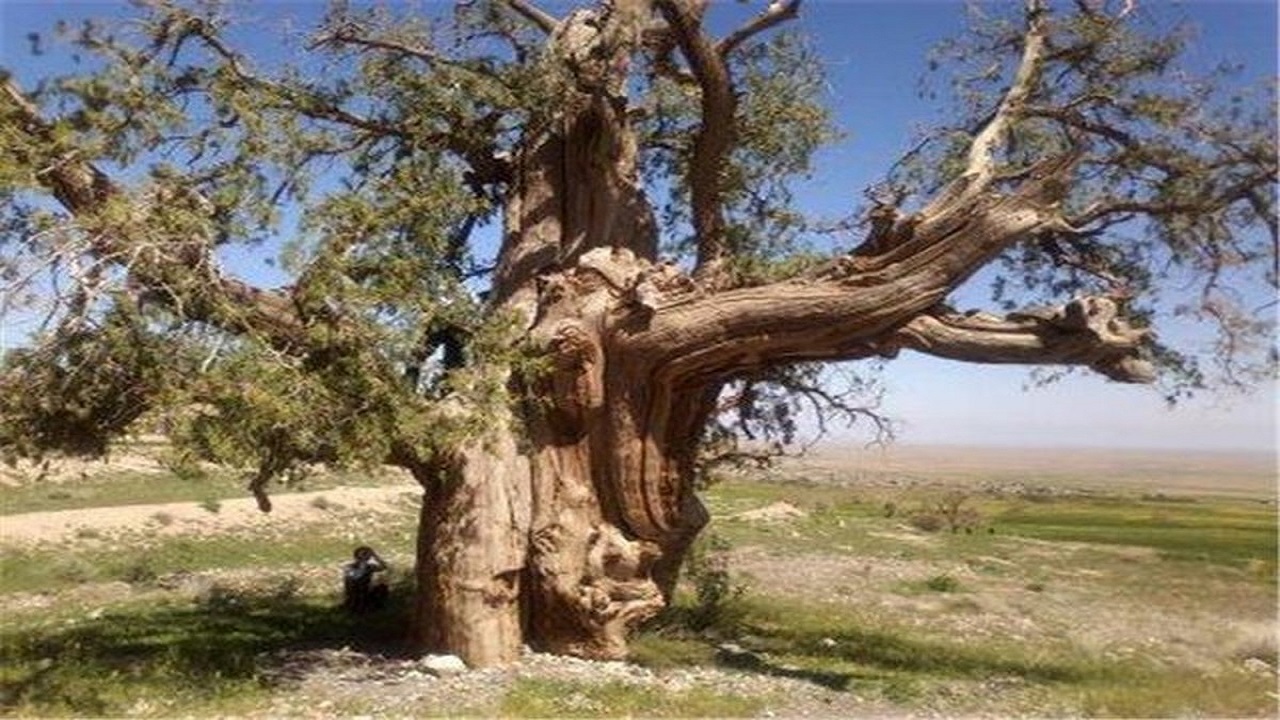 فیلمی از درختی به قدمت ۷۰۰ سال، در آستان امامزاده حمزه (ع) کاشمر