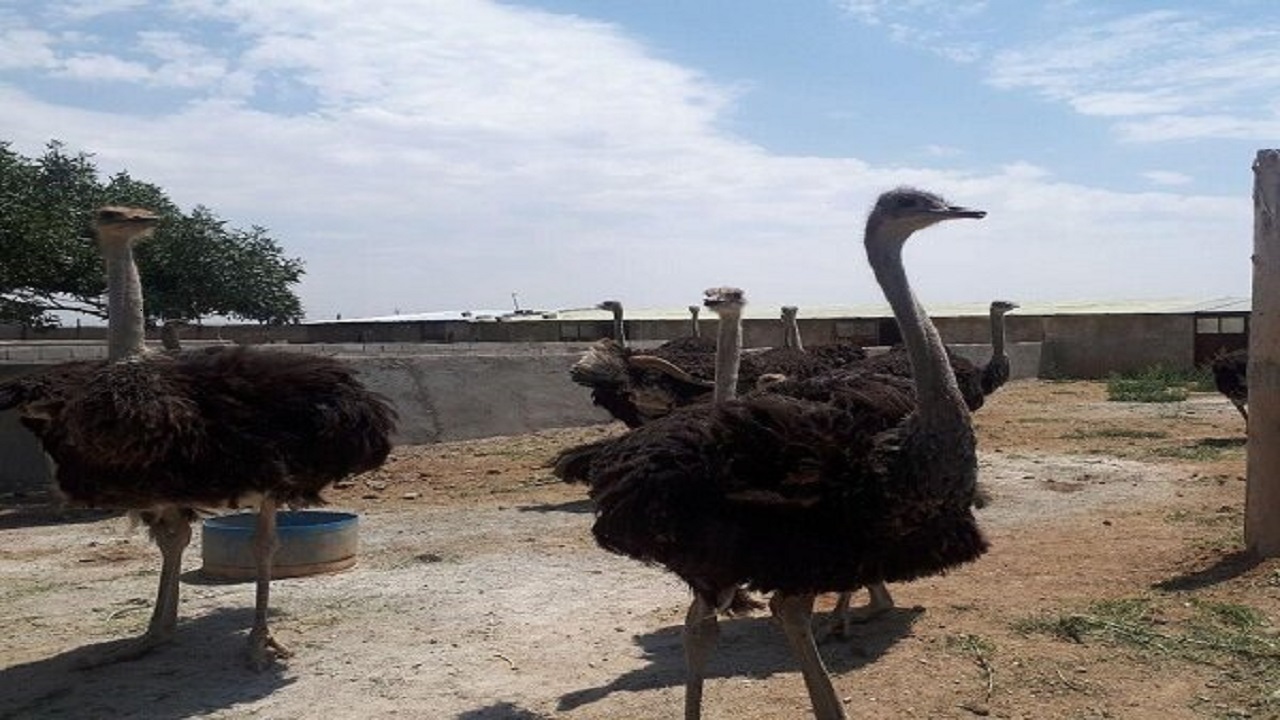 تولید سالیانه ۴۰ هزار قطعه جوجه شتر مرغ در استان همدان