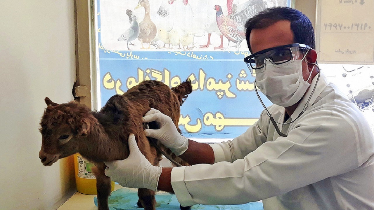 همکاری دامپزشکی خوزستان و بسیج به منظور ایجاد الگوی واحد در دامپروری و کشاورزی