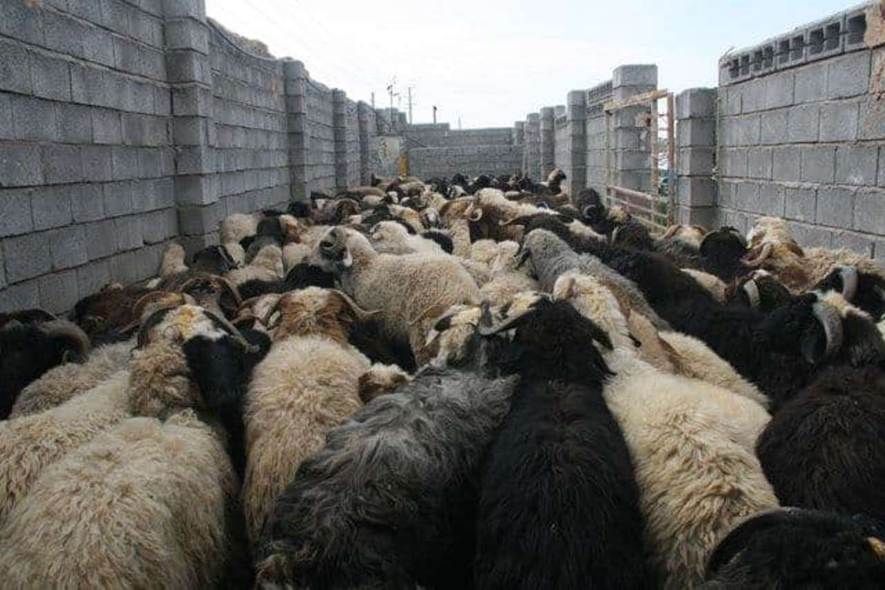 کشف ۱۱۵ راس دام قاچاق در بندرخمیر