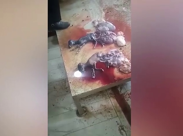 ورود دادستانی به موضوع ذبح دام&zwnj;های آبستن در کشتارگاه فجر اسلامشهر