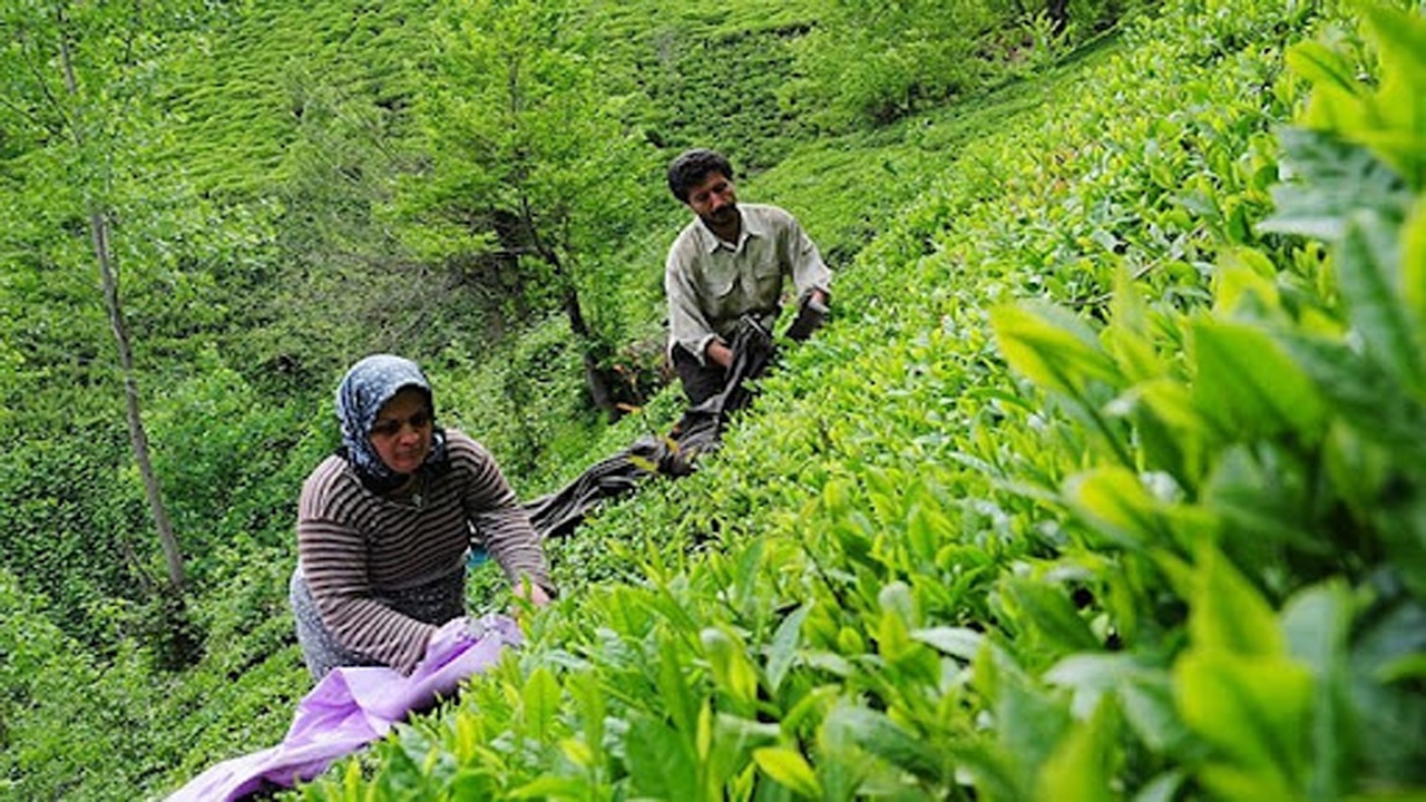 احیای باغ‌های چای رها شده مازندران