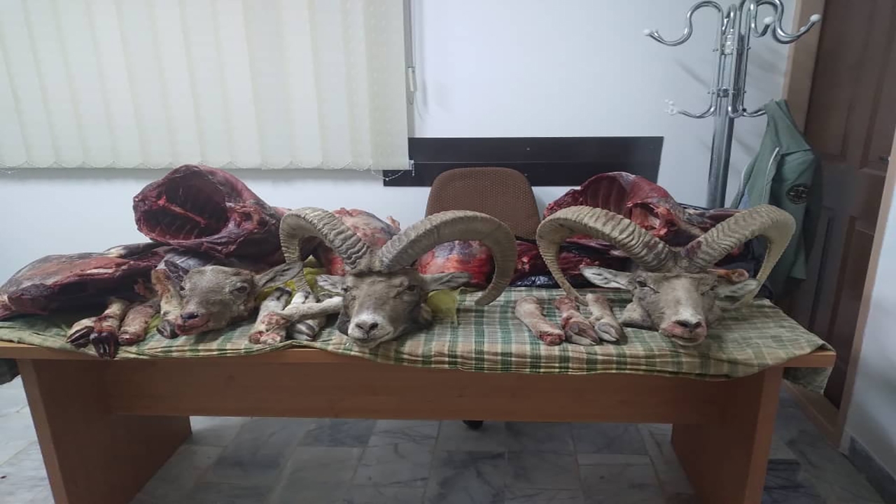 کشف لاشه سه رأس قوچ وحشی در کوهبنان