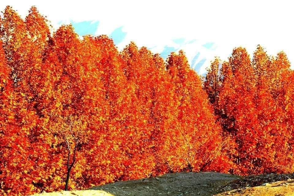 شهر پلخمری