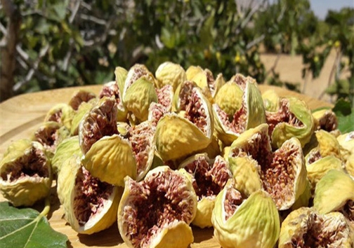 انجیر