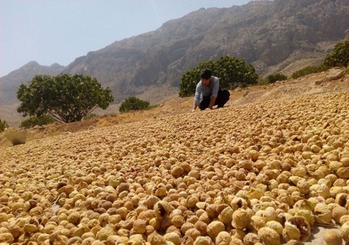 انجیر