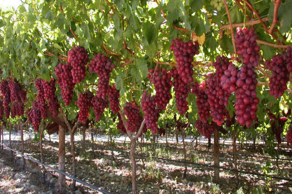 عبور از بحران خشکسالی با اجرای آبیاری نوین
