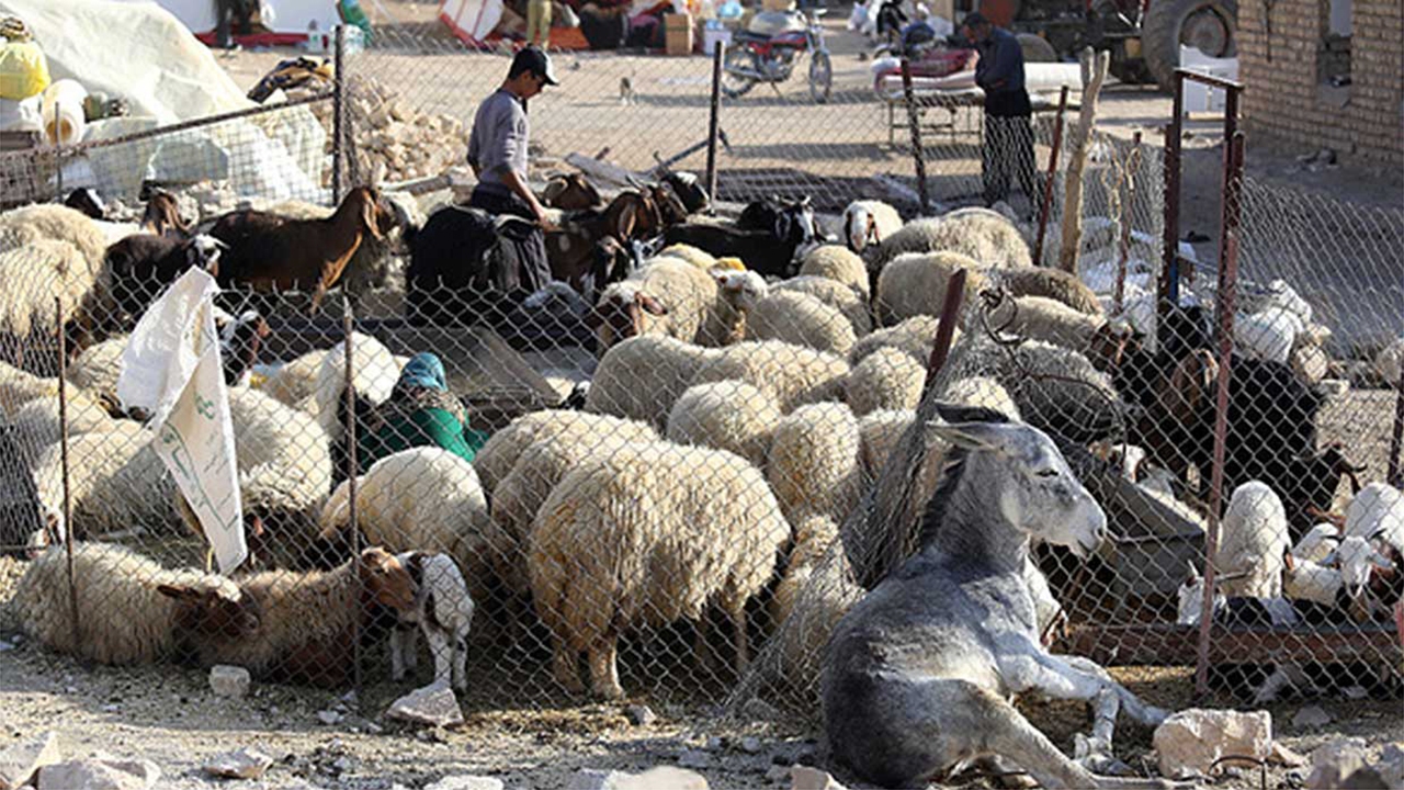 پرداخت کمک بلاعوض به دامپروران آسیب دیده فارس