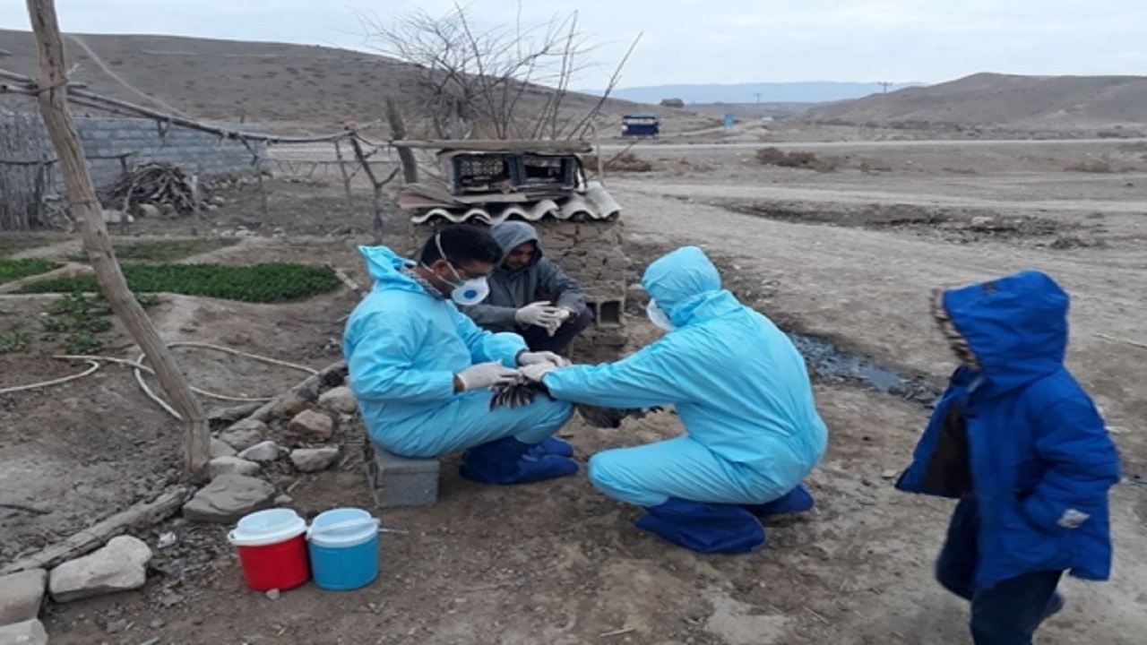 از آنفلوانزای فوق حاد پرندگان در گلستان خبری نیست