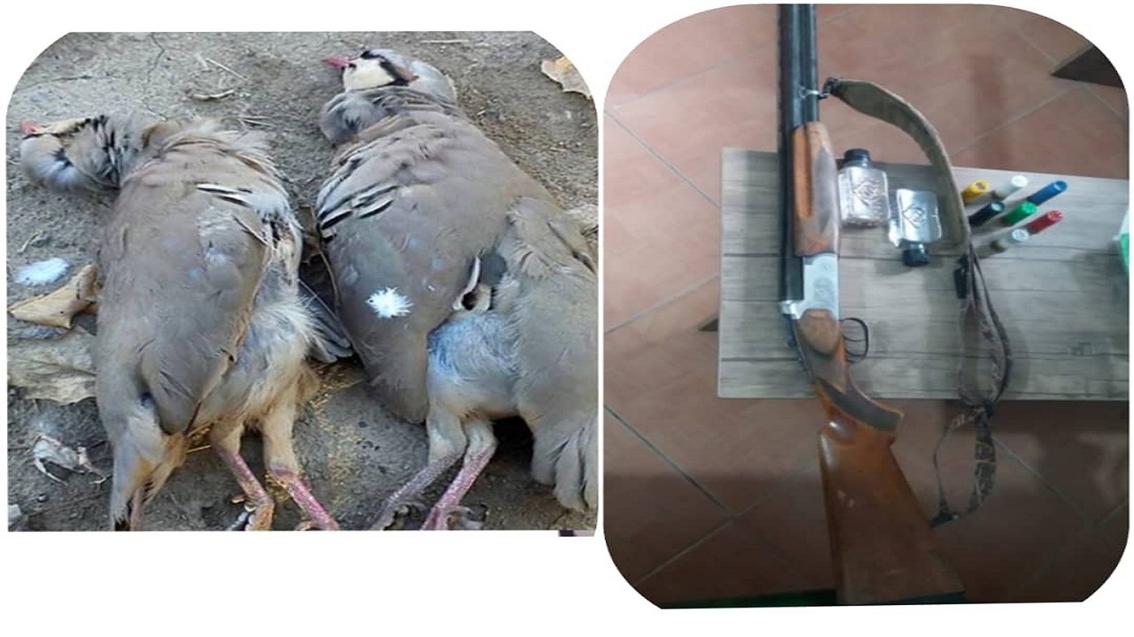 کشف یک اسلحه غیرمجاز و دو قطعه کبک در جیرفت