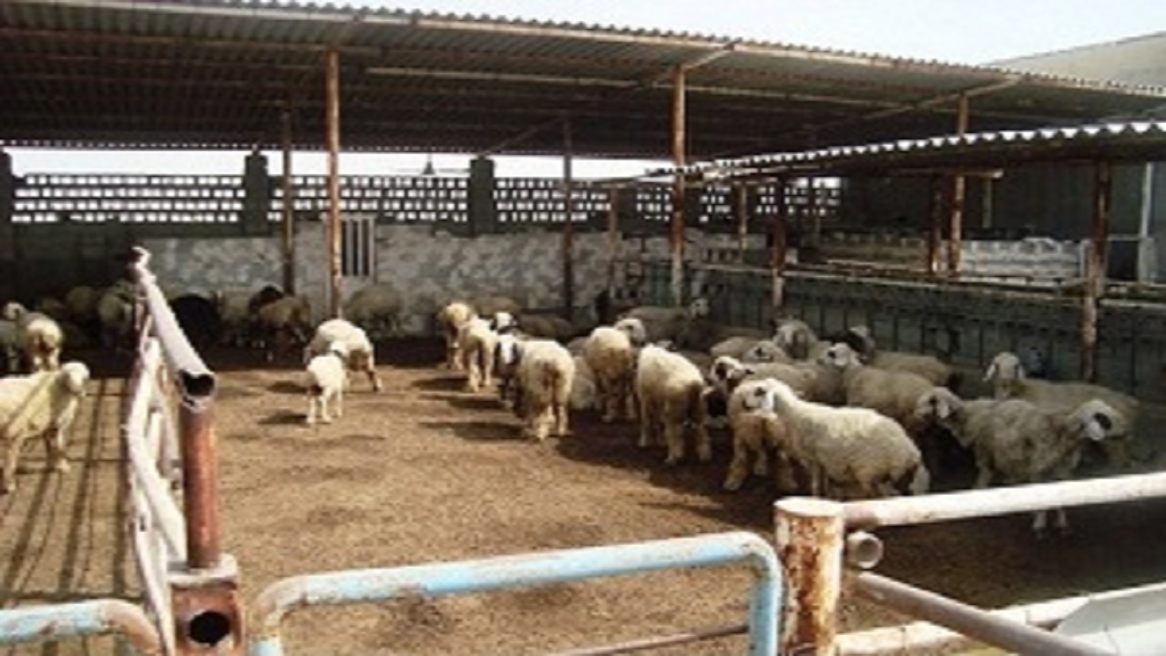 خرید تضمینی دام مازاد از دامداران خوزستانی