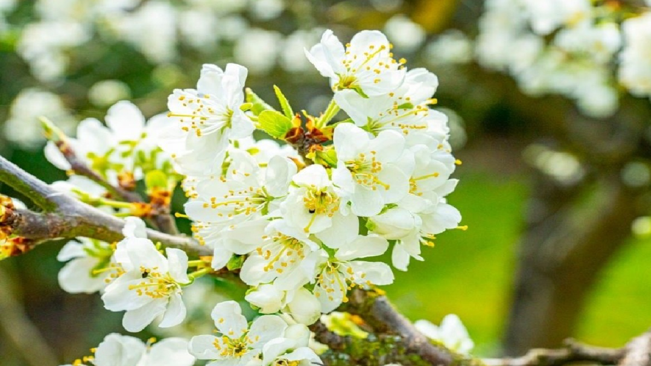 شکوفایی درخت آلوچه سیتی طلایی در فصل پاییز +فیلم