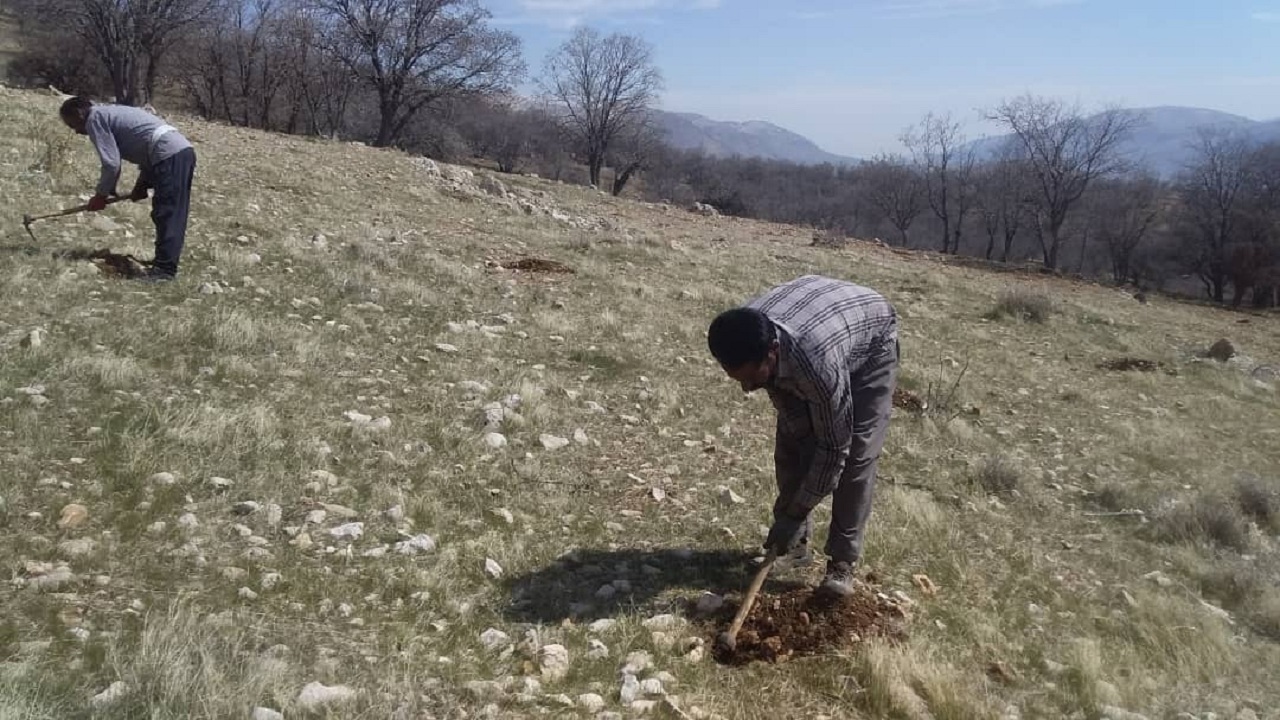 ۴۴۲ هکتار از اراضی جنگلی دهلران بذرکاری شد
