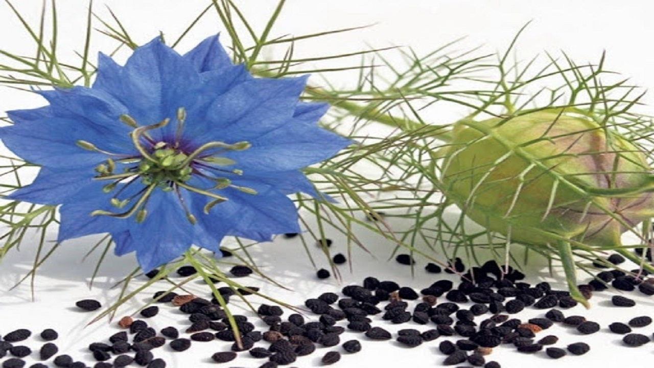 کشت ۱۵ هکتار گیاه دارویی سیاه دانه