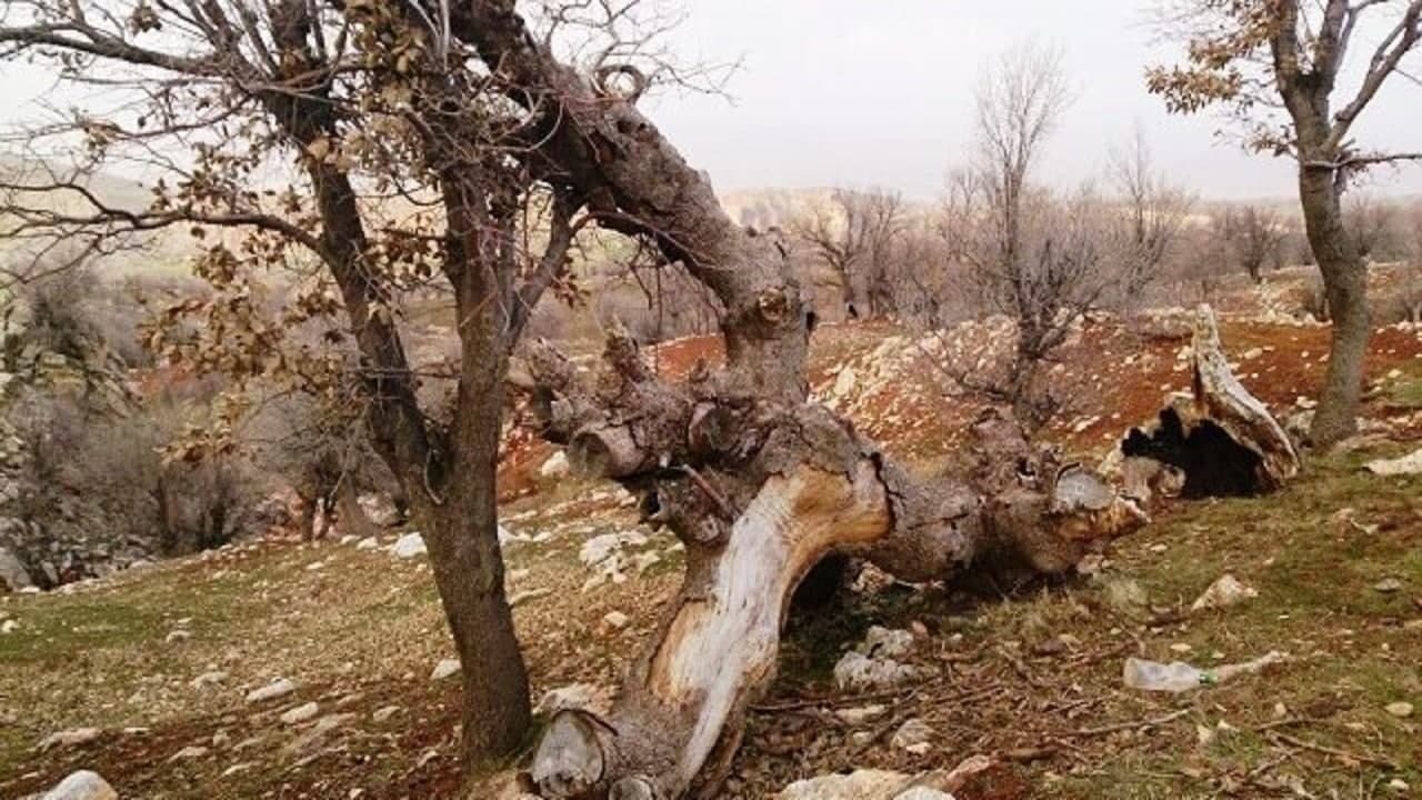 قطع بی رحمانه درختان در روستای قاپقوی + فیلم