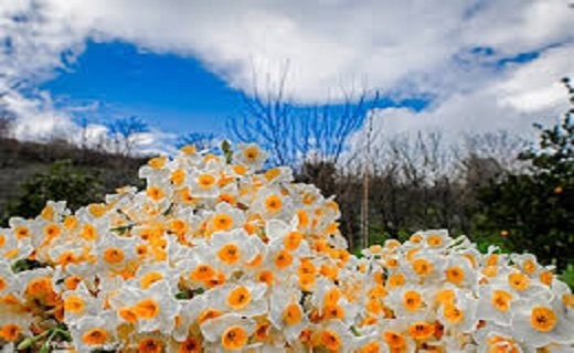 گل نرگس خراسان جنوبی عطر و بوی فوق العاده ای دارد