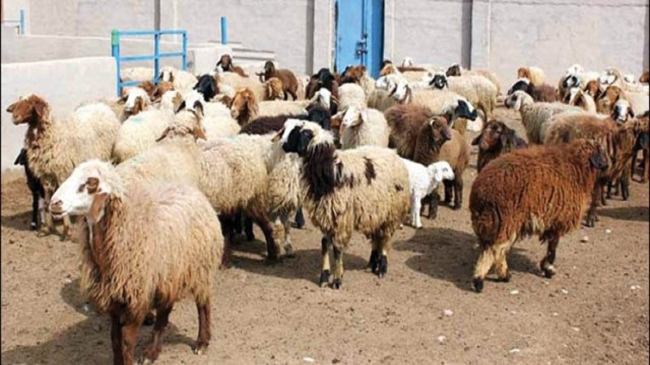 تیغ خشکسالی بر گلوی دام‌های شهرستان لردگان