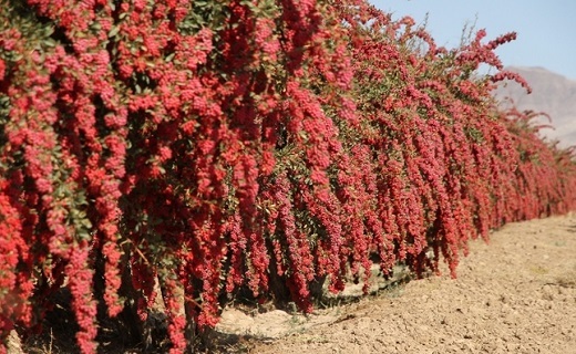 کود و سم گران قیمت سبب شده است تا زرشک کاران با مشکلاتی مواجه شوند