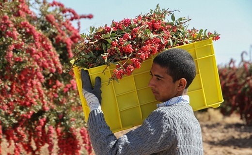 استاندار خراسان جنوبی وعده خرید زرشک کشاورزان ظرف دو هفته را داد